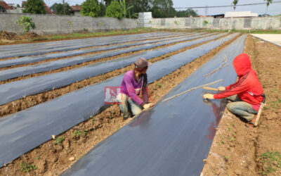 Tahapan Pemasangan Plastik Mulsa yang Benar dan Tepat