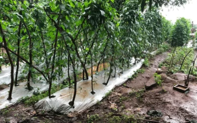 Produsen Plastik Mulsa Merk Urban Plastic