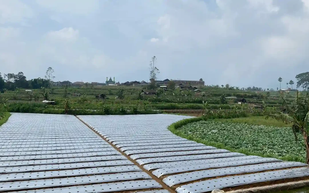 Plastik Mulsa Hitam untuk Apa? Solusi Praktis dan Efisien untuk Petani Modern
